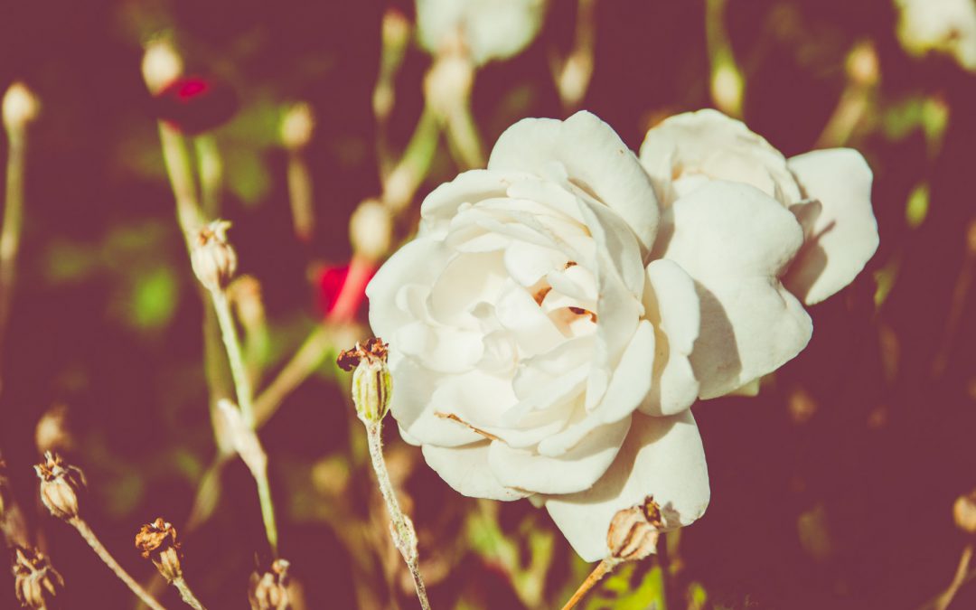 La belleza de la naturaleza