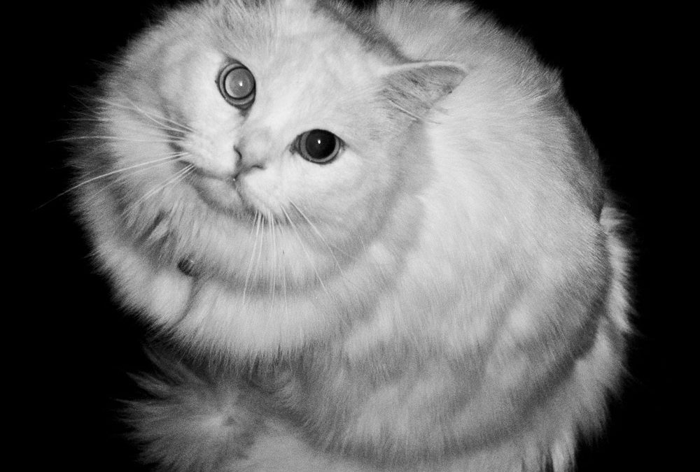 Gatos