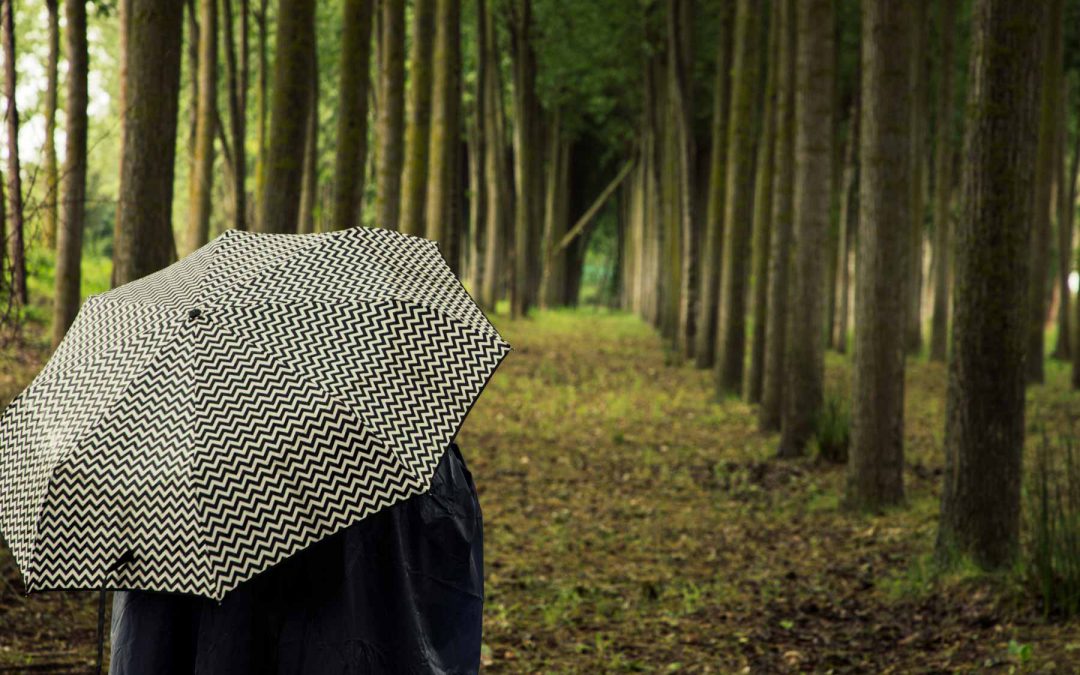 Formas extrañas en el bosque