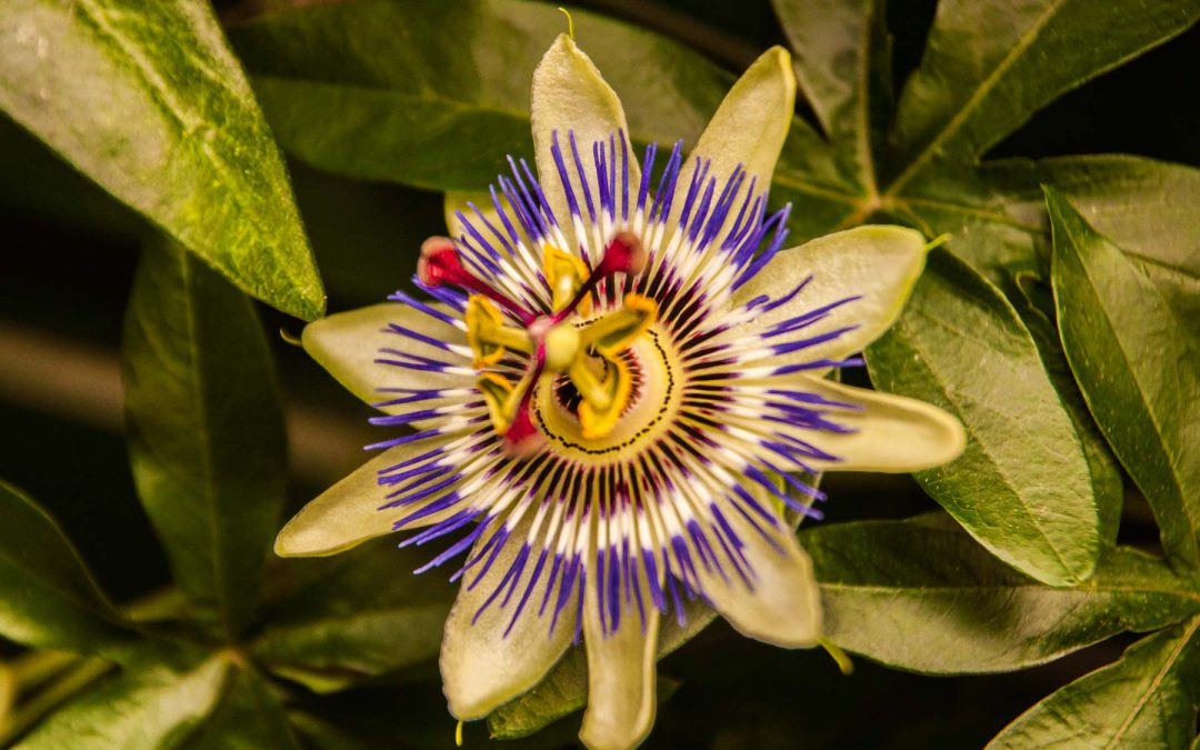 La flor del horizonte azul