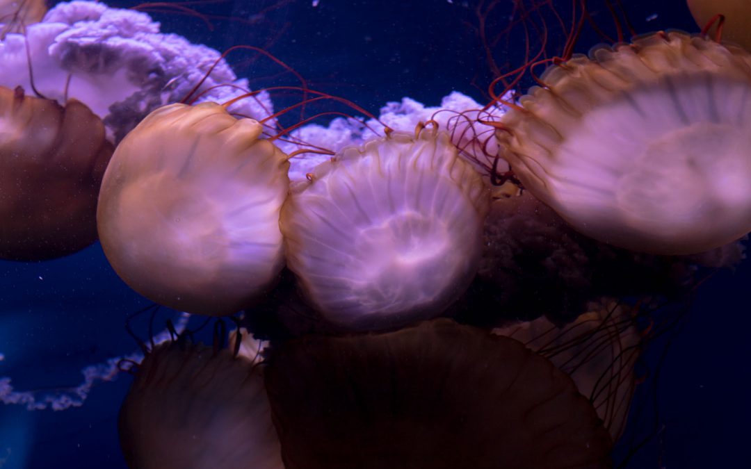 La magia de las medudas