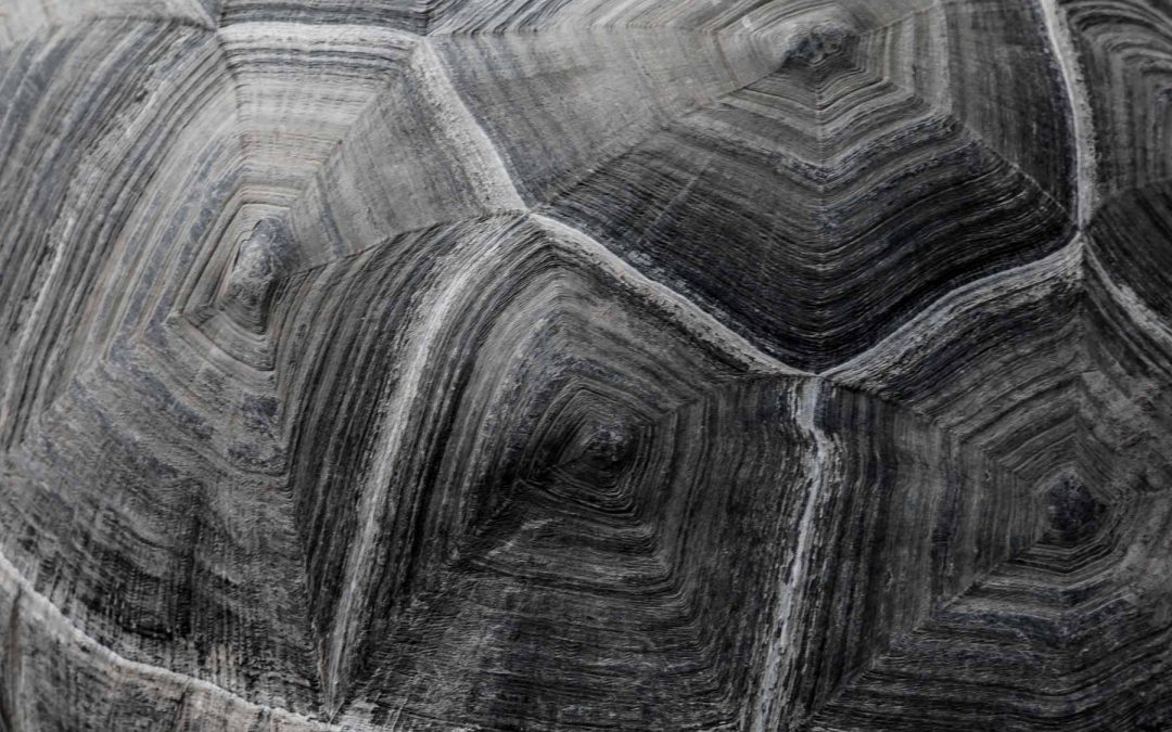Las mejores texturas pertenecen a la naturaleza