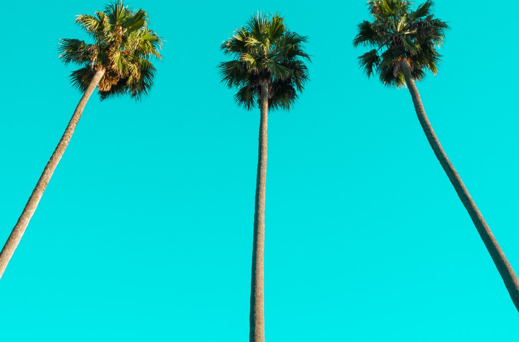 Palmeras en el cielo