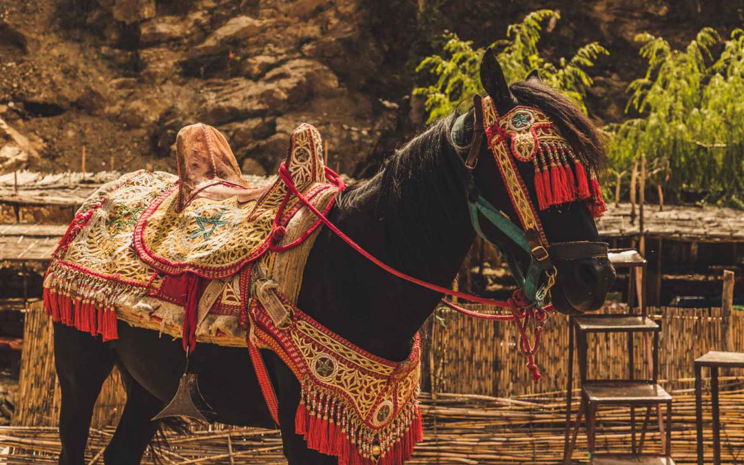 Caballo negro marroquí