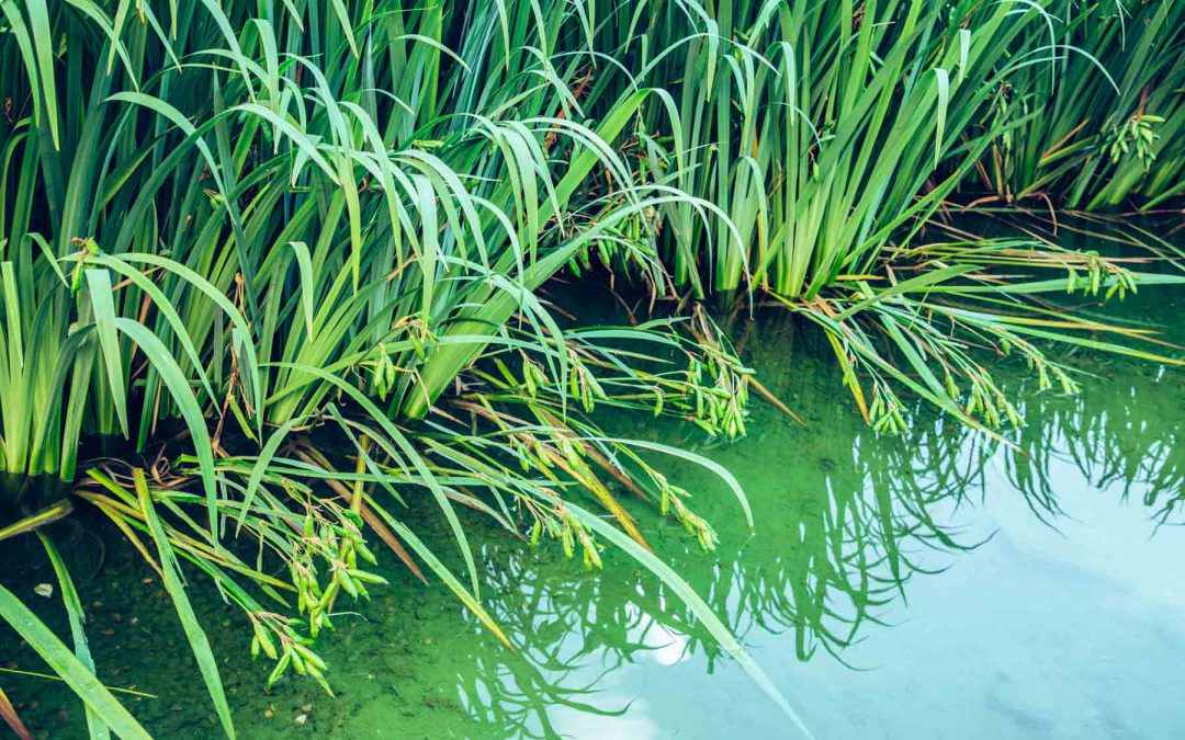 Creciendo del agua