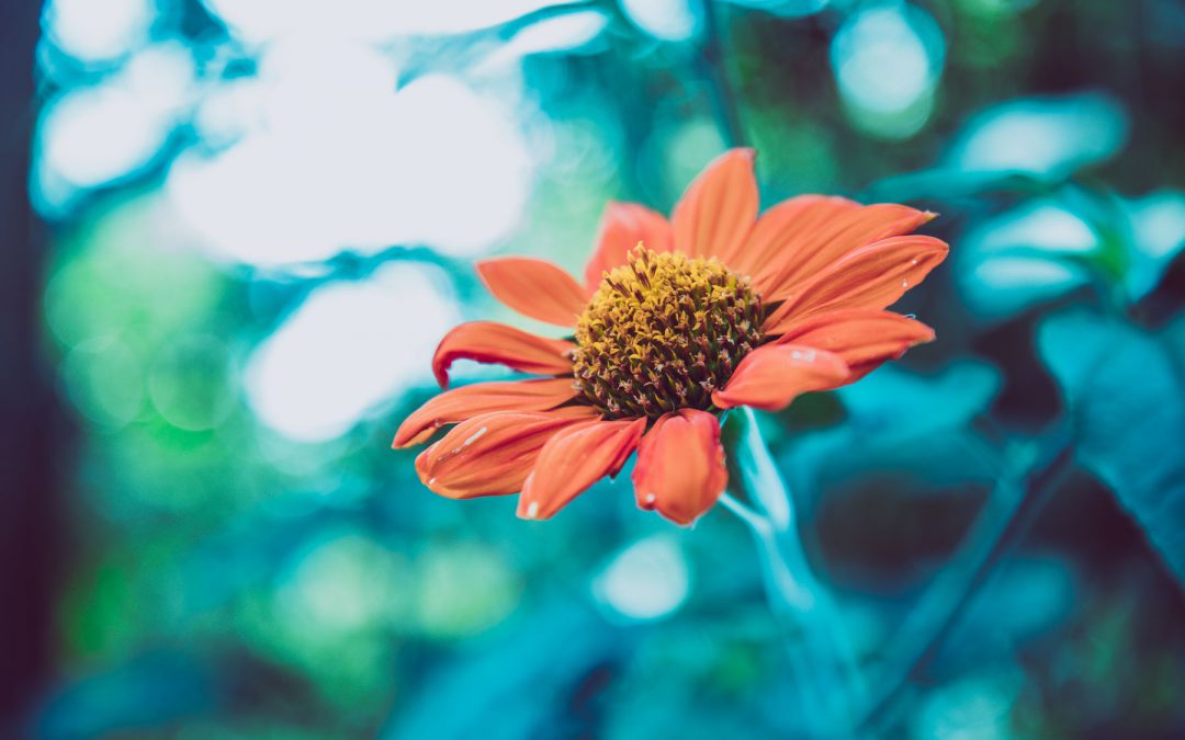 La flor del norte