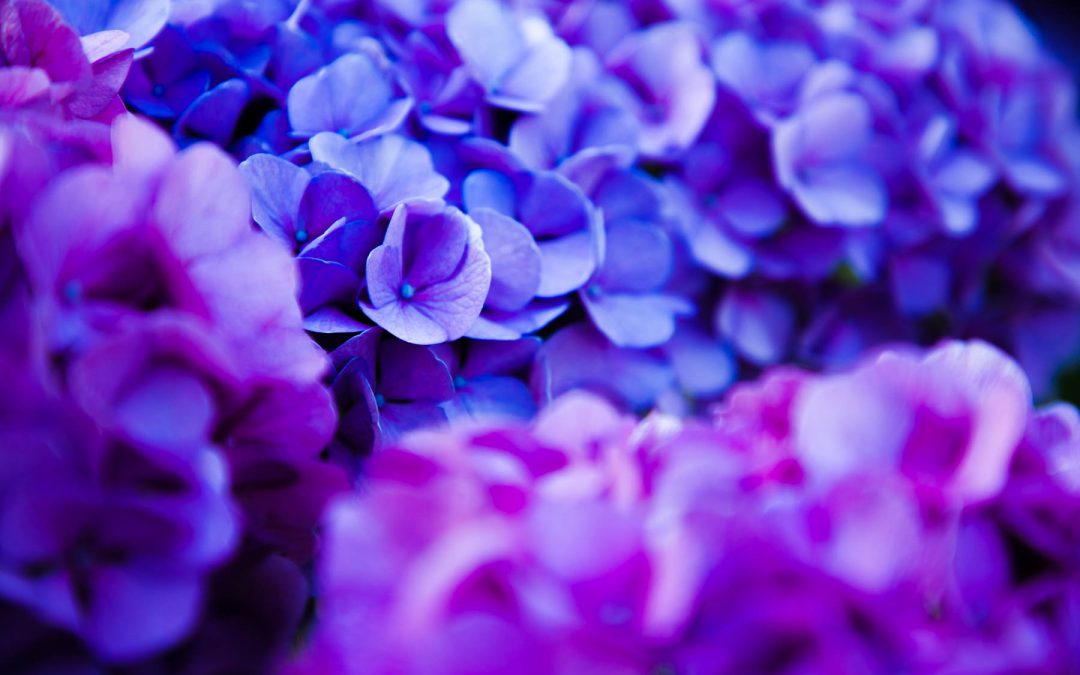 La magia de las flores