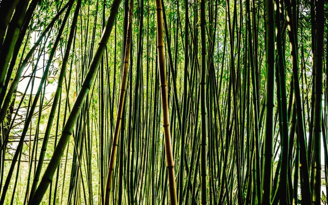 Bamboo jungle