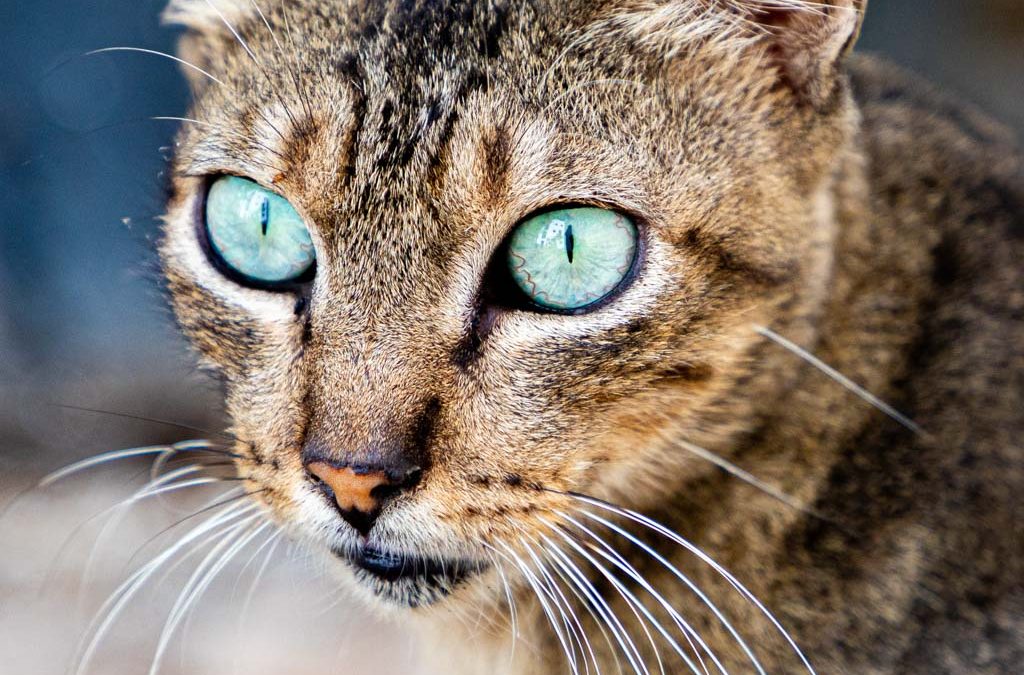 Cat focus