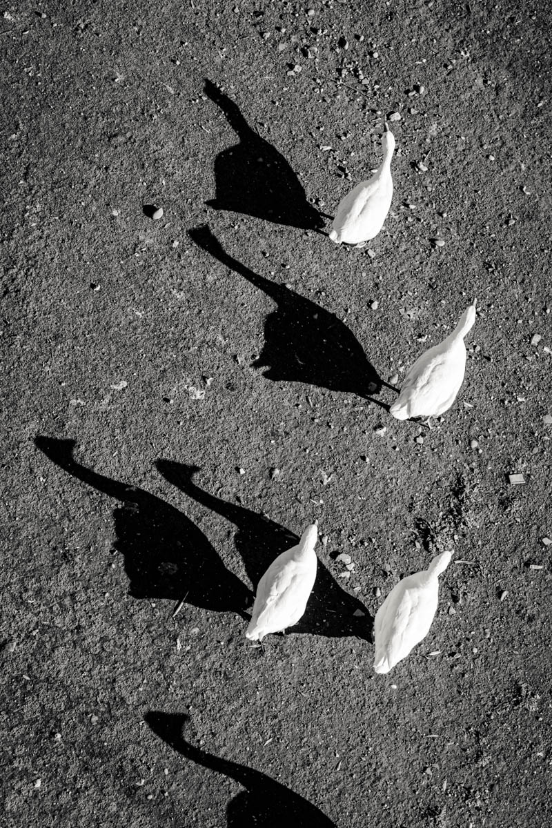 The way of the shadows
