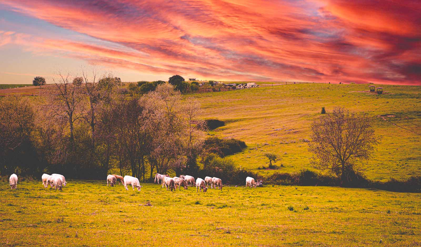 The Salamancan pasture